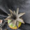 Vintage Andrea by Sadek Pineapple Lamp | Glass & Metal Table Lamp | New in Box | Retro Pineapple Lamp | Tropical or Coastal Decor Theme Lamp - Image 2
