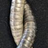 RARE Vintage 2-Tone Snake Coil Necklace | Black & Silver Sculptural Metal Statement Jewelry | Wear as Necklace or Bracelet | Statement Piece - Image 3