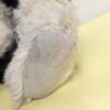 1998 Boyds Mohair Bear Collection | Spiro T. Cattington 13" Jointed Cat Plush | Rare Black & White Cat Bear with Tag - Image 7